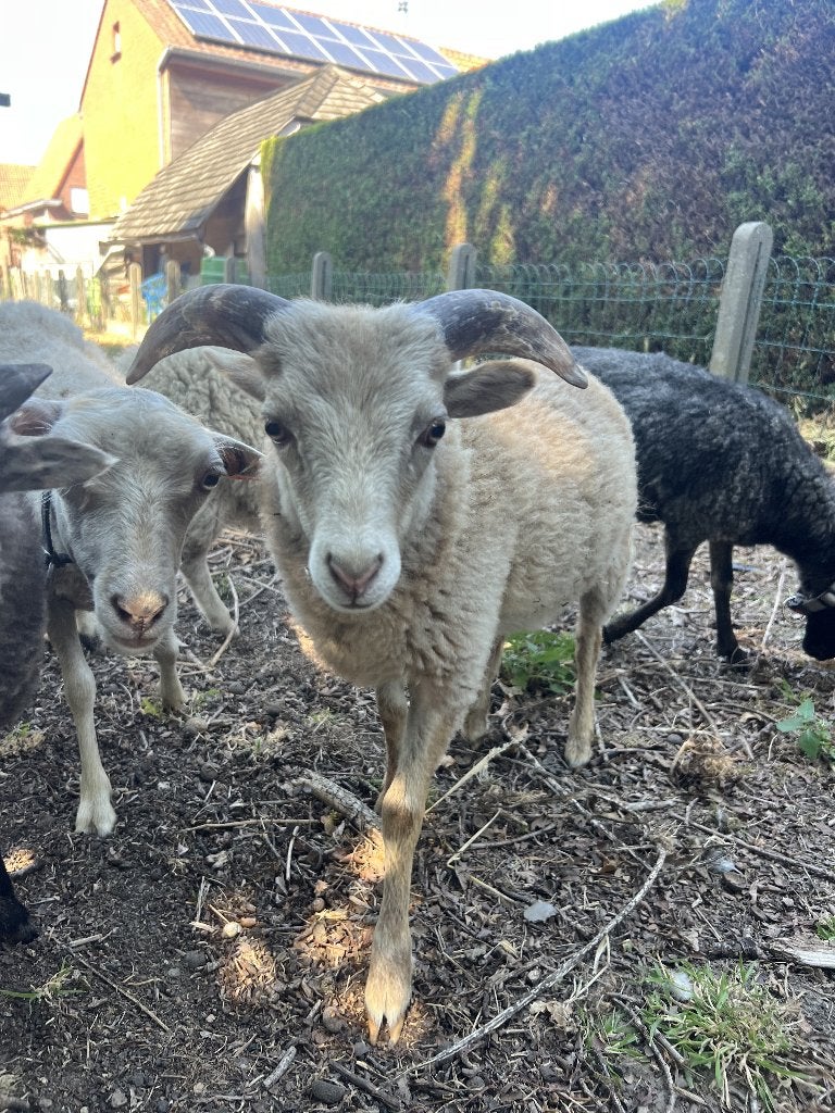 Schimmelbruin Ouessant ramlam (geb. begin april 2026), Dieren en Toebehoren, Schapen, Geiten en Varkens, Schaap, Mannelijk, 0 tot 2 jaar