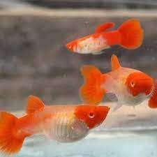 NOUVEAU POISSON !, Poisson, Poisson d'eau douce, Banc de poissons