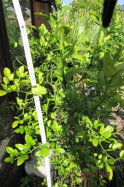 Citronnier, Jardin & Terrasse, Plantes | Arbres fruitiers, Citronnier, En pot, Plein soleil, Ne fleurit pas