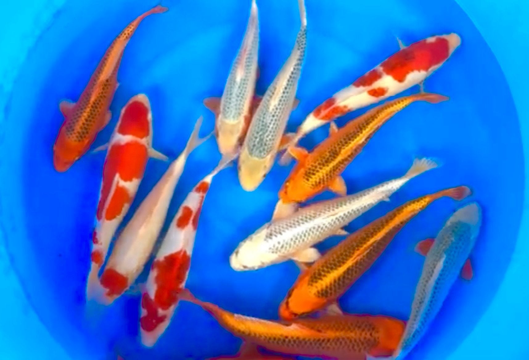 HQ Jumbo Tosai 33-38cm, Dieren en Toebehoren, Vissen | Vijvervissen, Karper of Koi