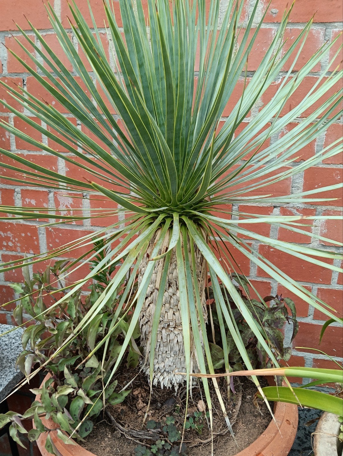 yucca owtrada, Ophalen of Verzenden