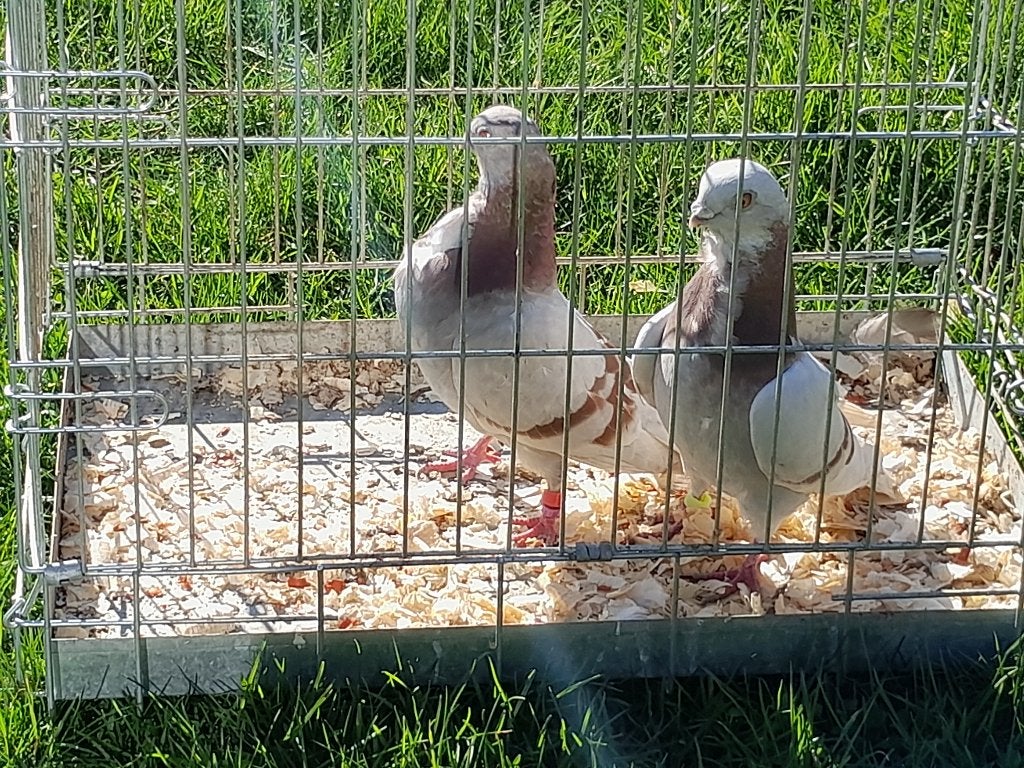 figurita duif, Dieren en Toebehoren, Meerdere dieren, Overige soorten