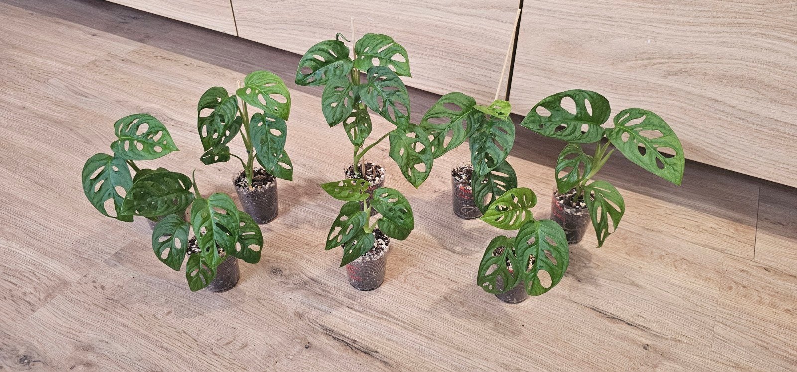 Monstera adansonii, Ophalen of Verzenden