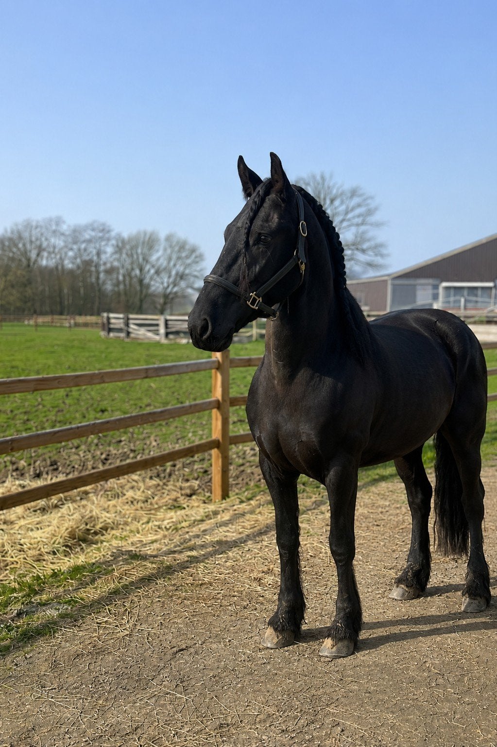 4 jarige friese  ruin, Dieren en Toebehoren, Gechipt, Ruin, Zadelmak, 3 tot 6 jaar