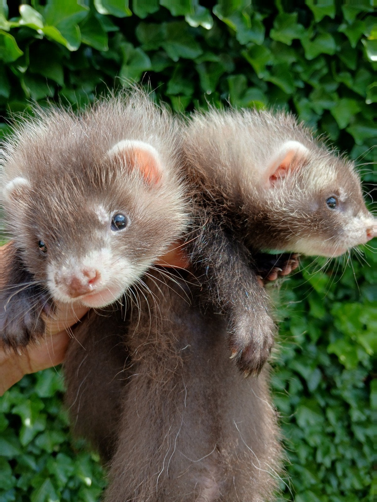 Vol angora pups, Dieren en Toebehoren, Overige Dieren, Meerdere dieren, Mei