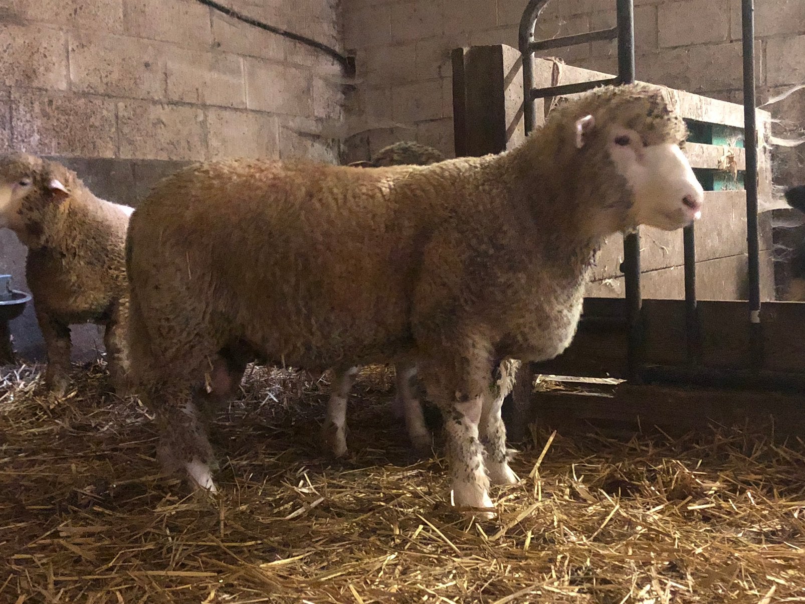 Poll dorset rammen, Dieren en Toebehoren, Schapen, Geiten en Varkens