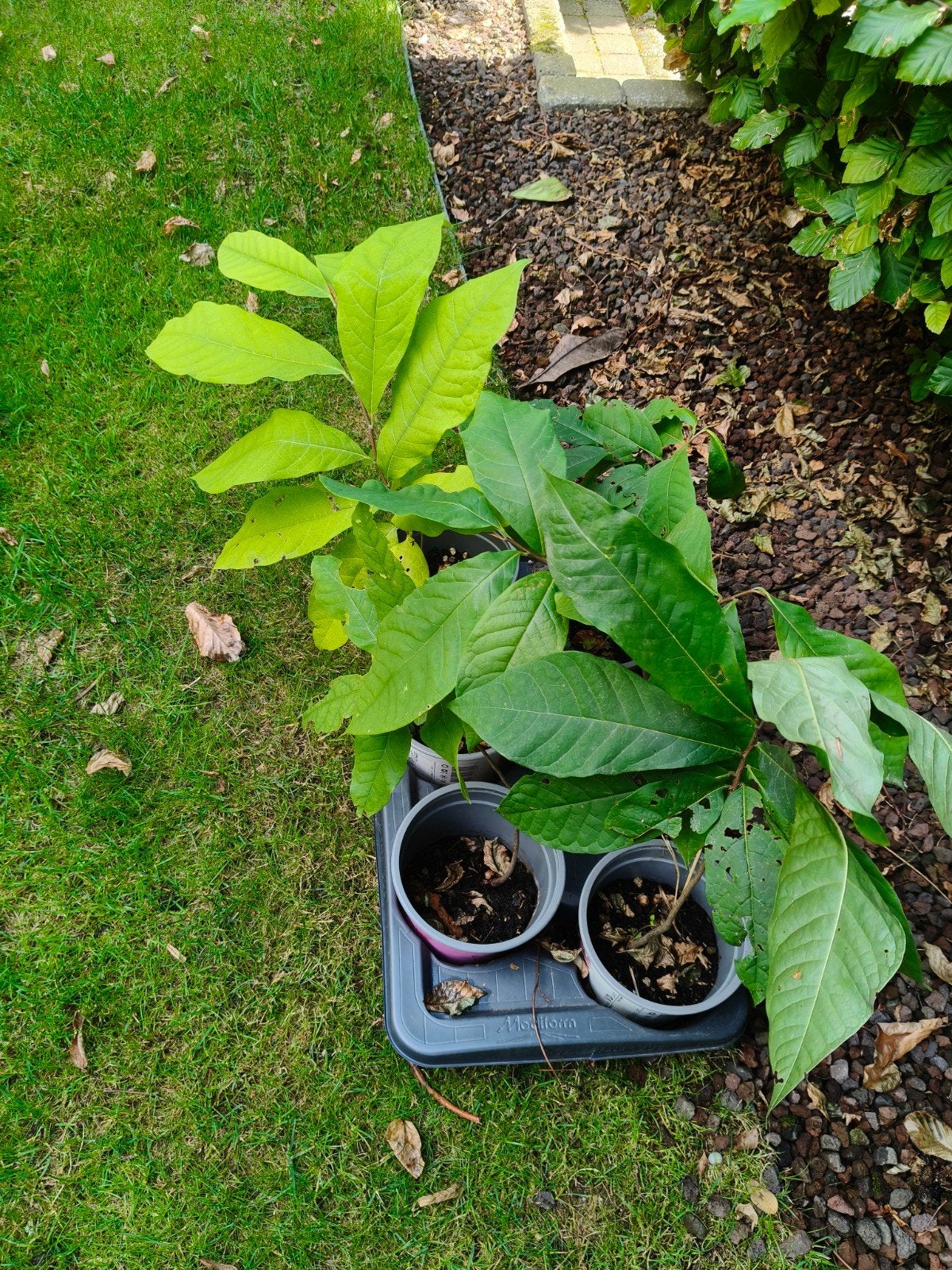 Pawpaw's, Tuin en Terras, Planten | Bomen, Ophalen, Lente
