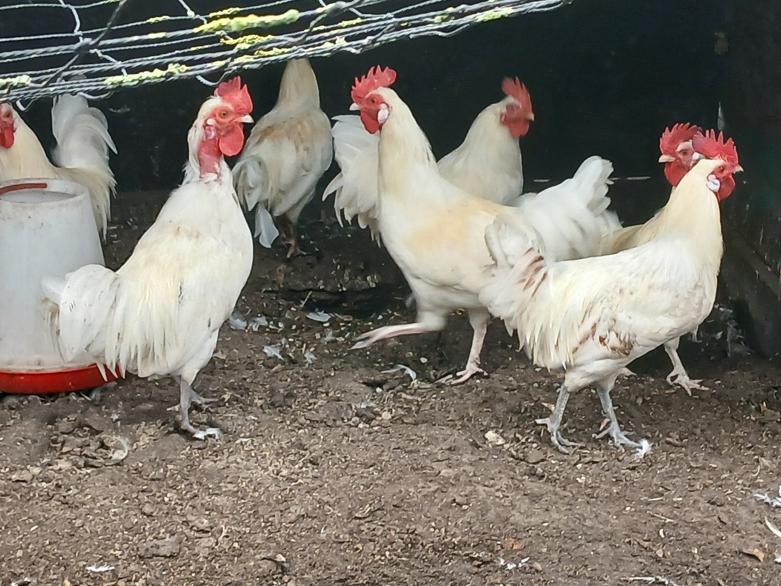gekleurde hanen, Mâle, Poule ou poulet