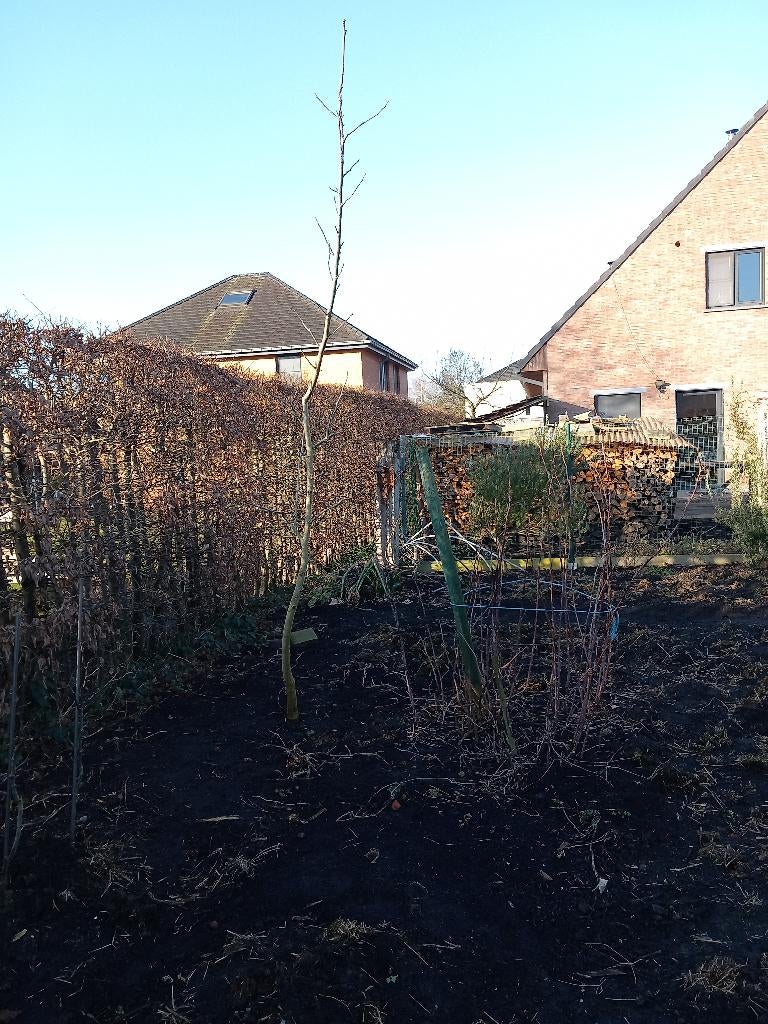 walnotenboom, Tuin en Terras, Planten | Fruitbomen, Ophalen, Lente, Volle zon, Walnotenboom