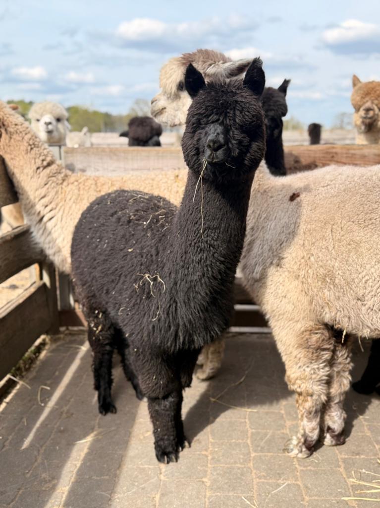 Alpaca merries en hengstjes, Dieren en Toebehoren, Juni, Meerdere dieren