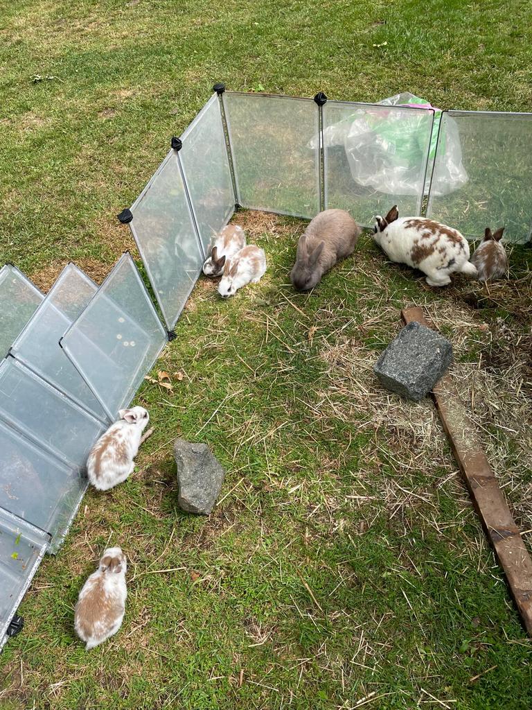 Te geef: 3 kleine konijntjes, Dieren en Toebehoren, Pluimvee, Geslacht onbekend