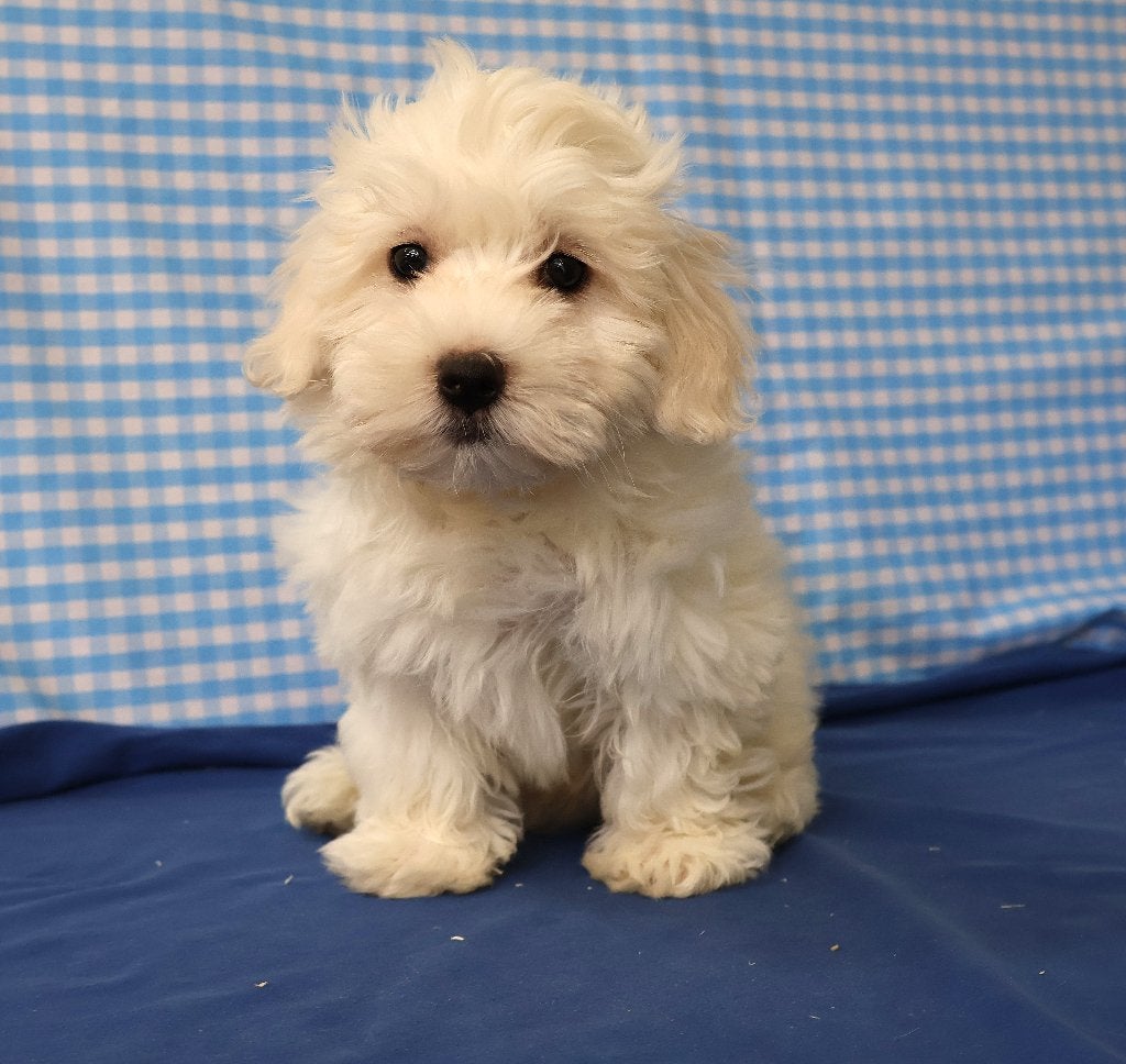 Des chiots maltais super sympas !, 15 semaines à 1 an, Étranger, Chien (mâle), Hépatite contagieuse (maladie de Rubarth)