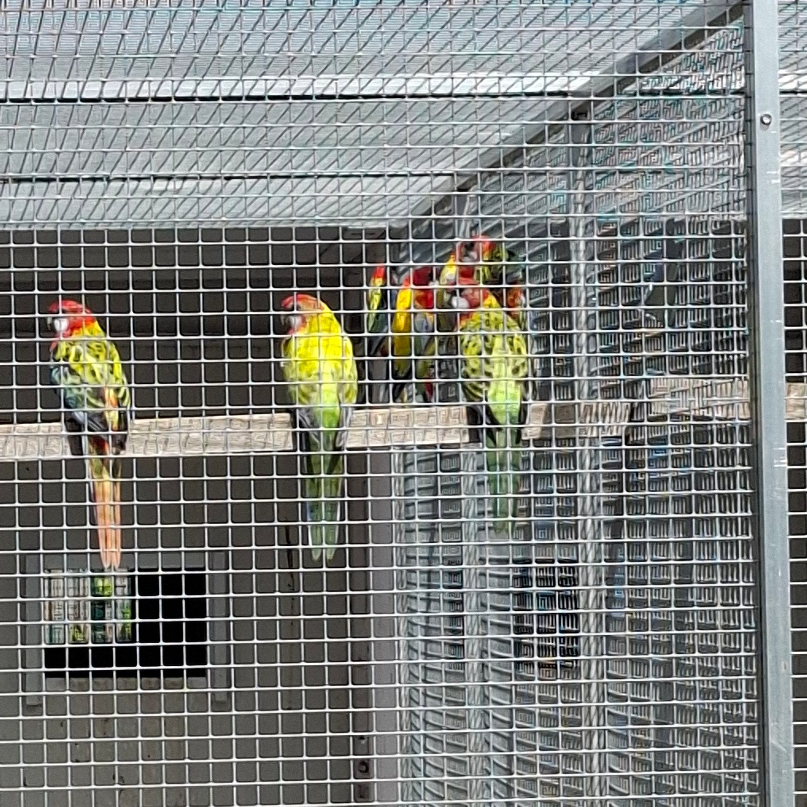 Rosella´s in golden en split golden, Animaux & Accessoires, Oiseaux | Perruches & Perroquets, Plusieurs animaux, Perruche, Bagué