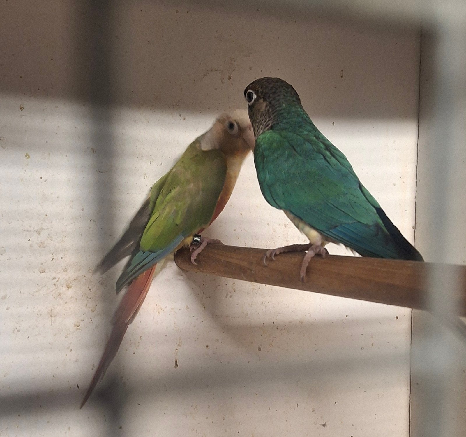 pyrrhura's, Dieren en Toebehoren