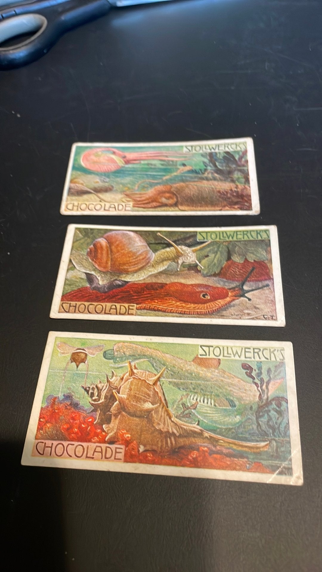 Stollwerck chromo groep 34(x3a), Verzamelen, Gebruikt, Ophalen of Verzenden, 1940 tot 1960, Dier