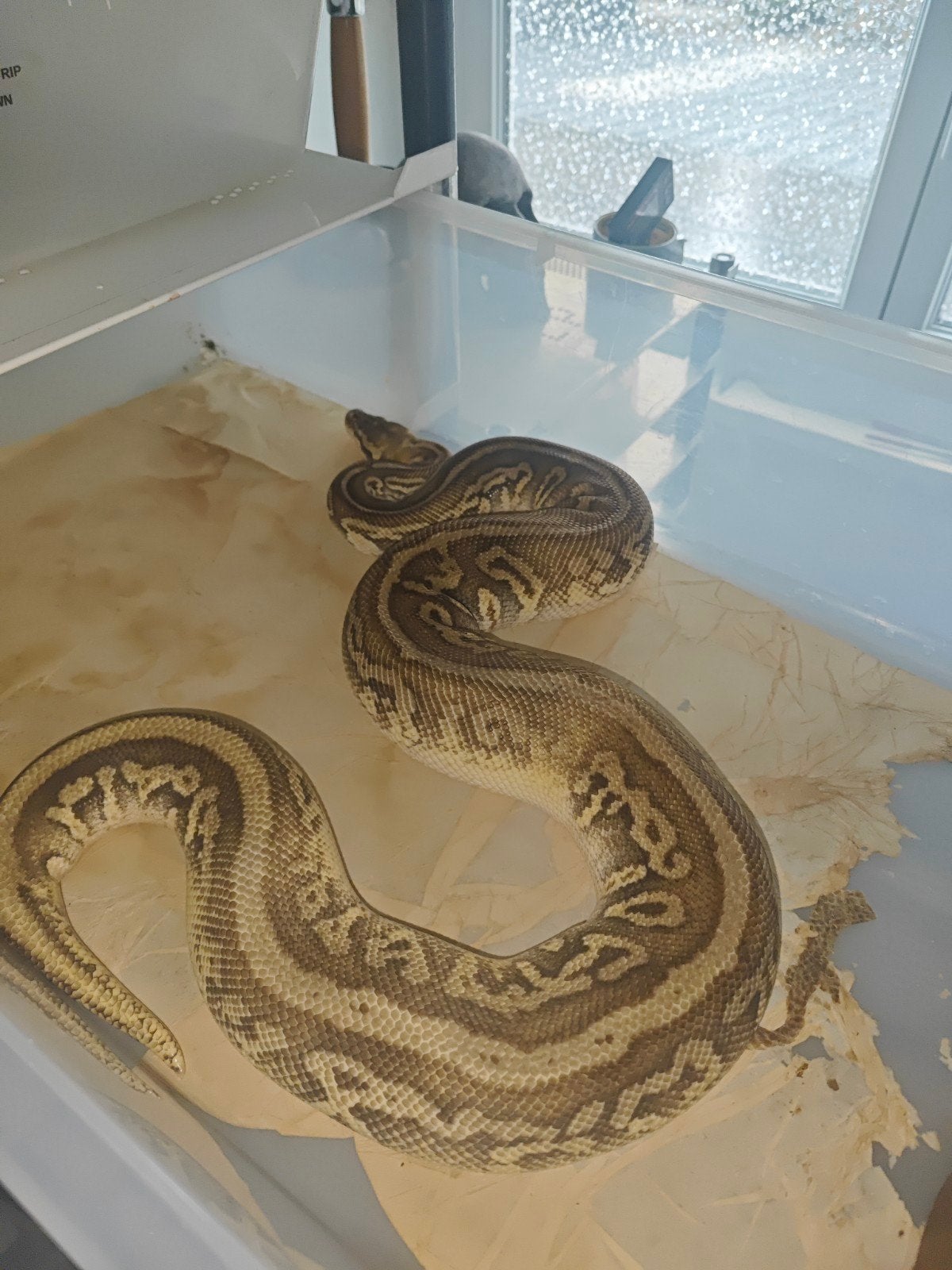 Pythons Regius Ball Python photo 2