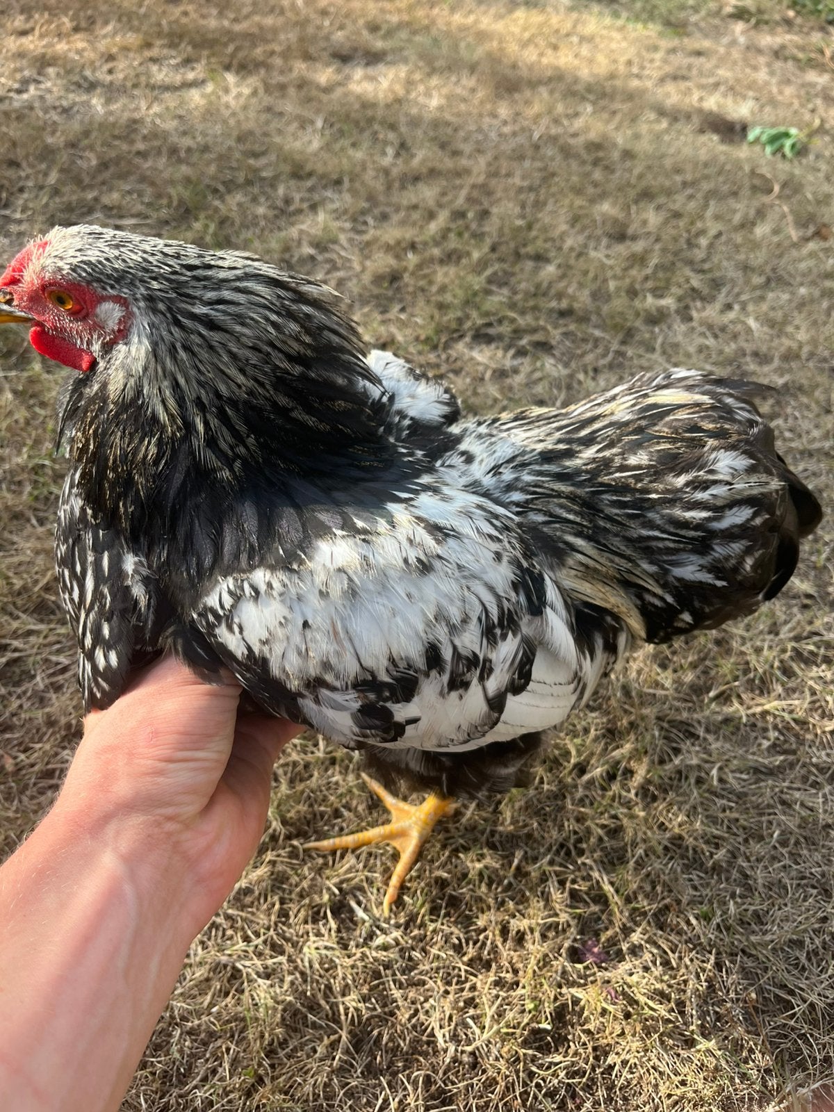 Wyandotte haan, Dieren en Toebehoren, Pluimvee