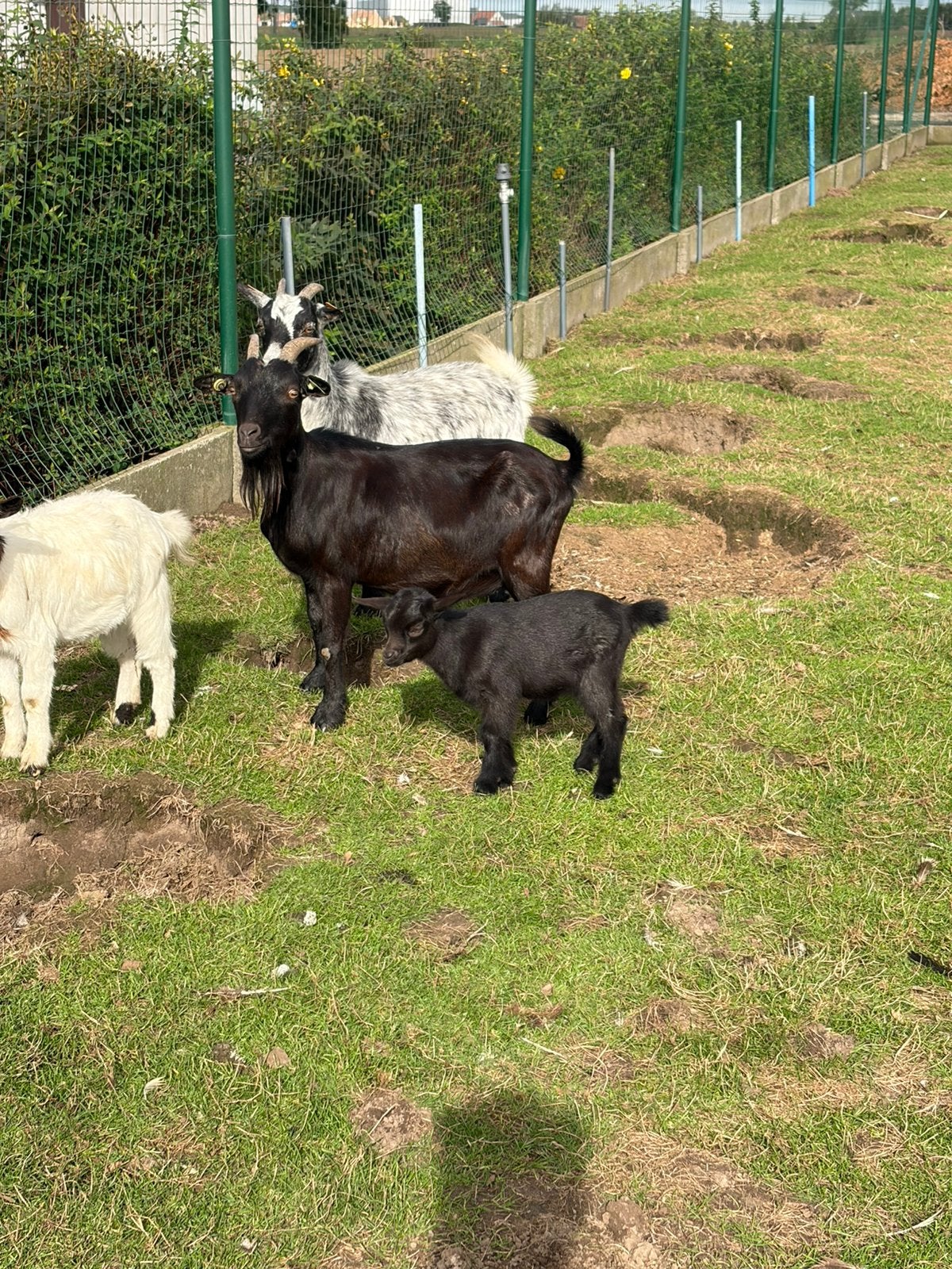 Twee volledig zwarte miekes, Animaux & Accessoires, Femelle, Chèvre, 0 à 2 ans