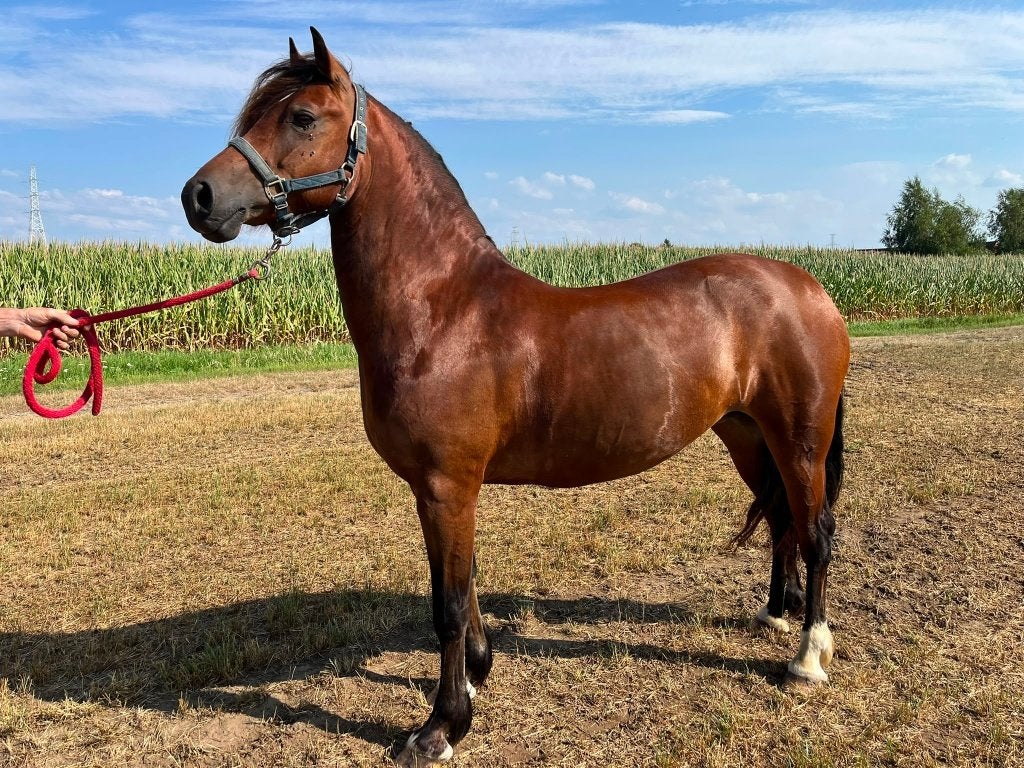 Welsh Cob merrie, Animaux & Accessoires, Poneys, Jument, Ne s'applique pas, Poney D (1.37 m à 1.48m), Poney d'attelage, 3 à 6 ans
