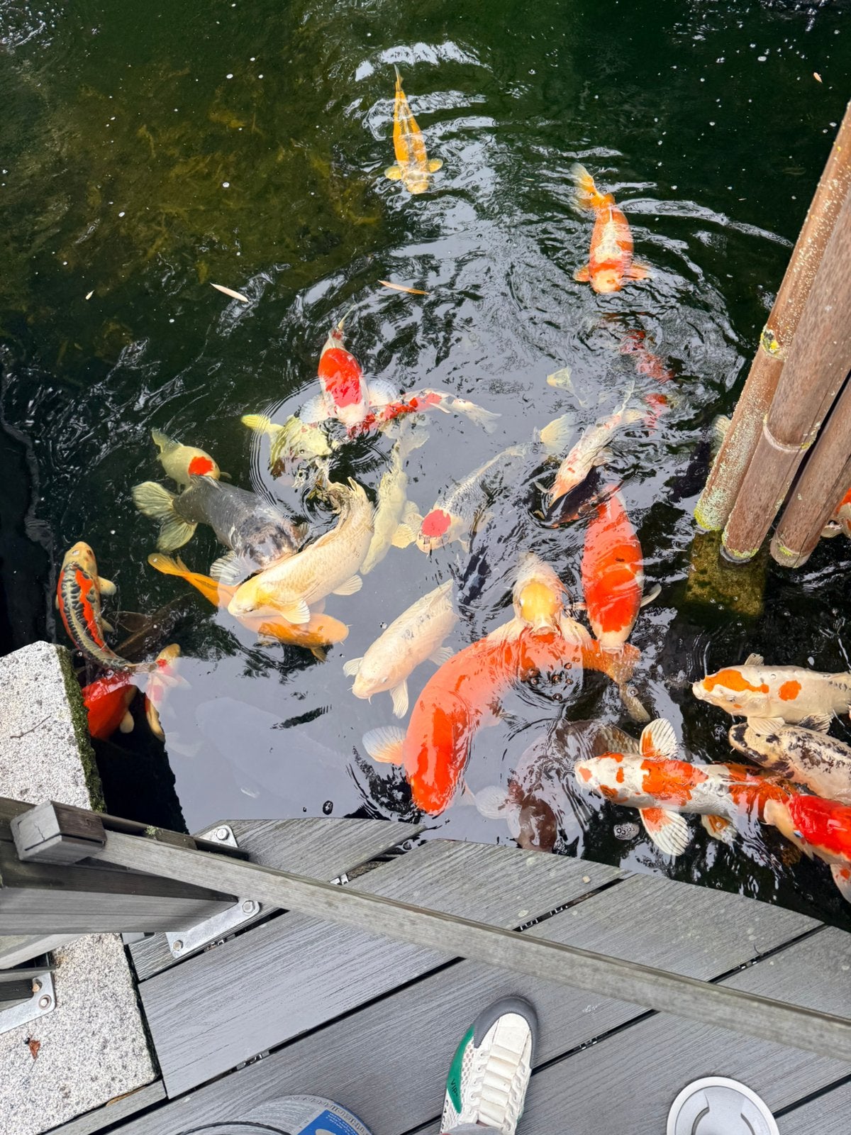 Collection Koi, Animaux & Accessoires, Poissons | Poissons d'étang, Carpe ou Koï