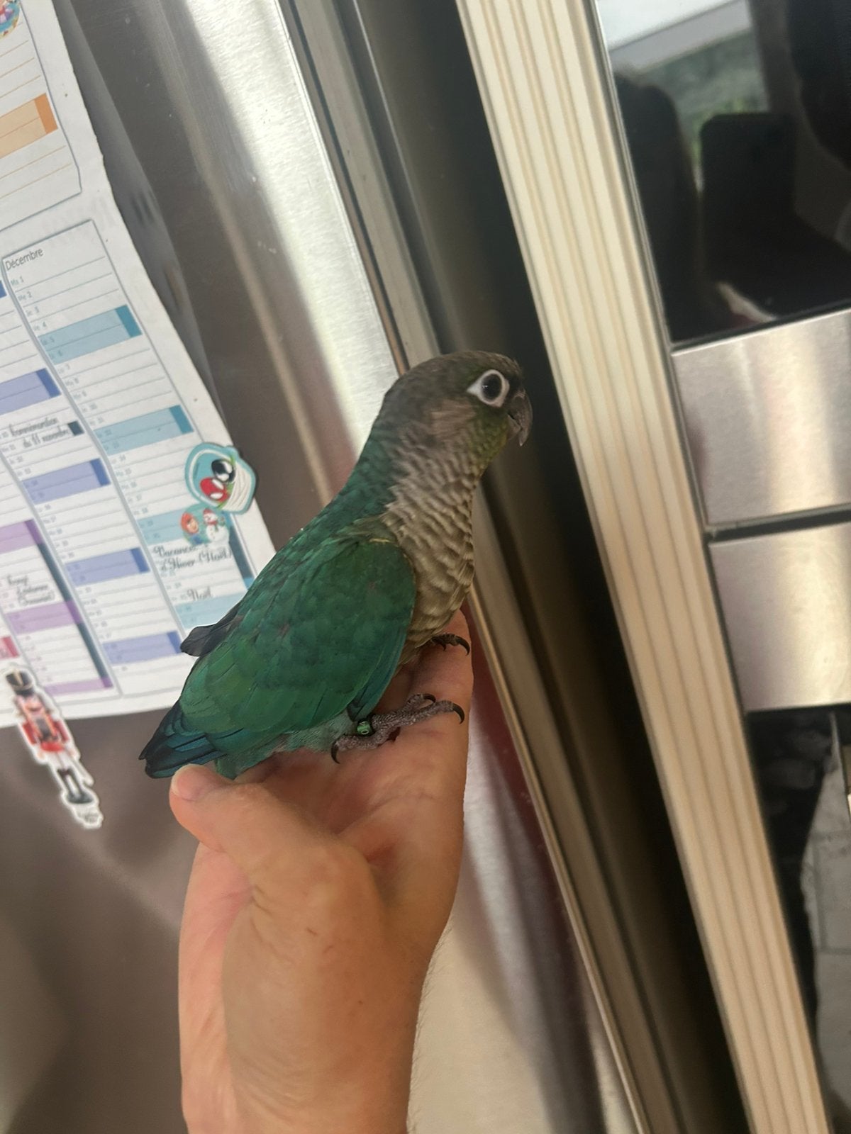 Conure molina, Animaux & Accessoires, Oiseaux | Perruches & Perroquets