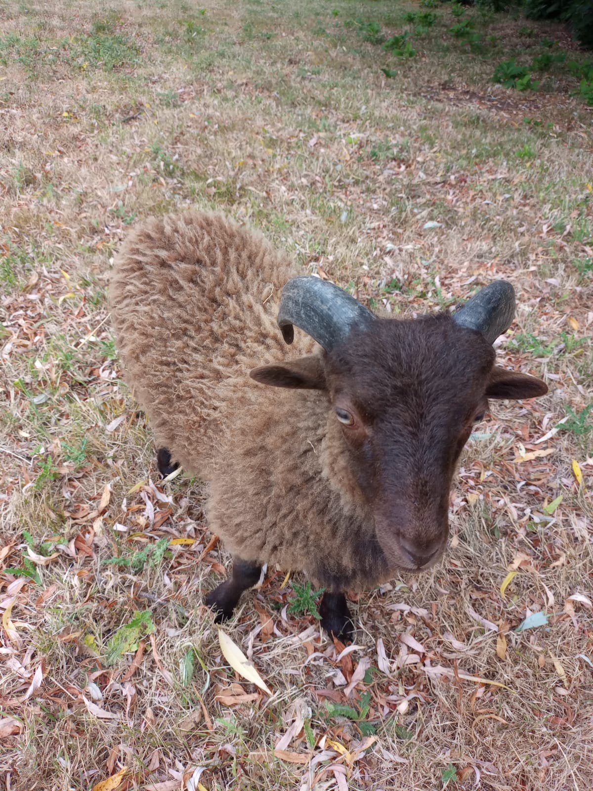 Mooie, gezonde Ouessant schapen, Meerdere dieren, Schaap, 0 tot 2 jaar
