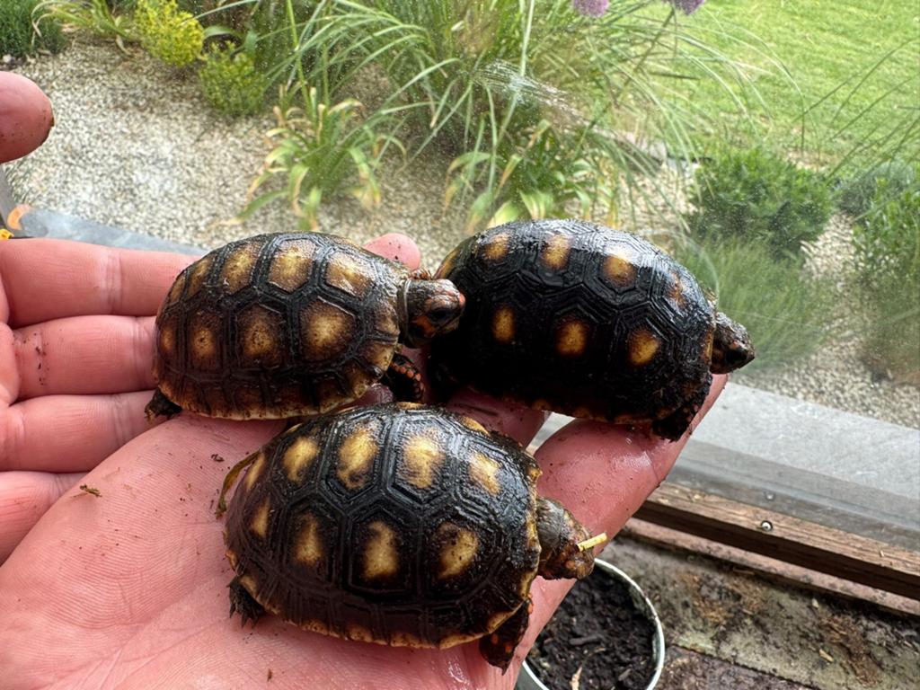 0.0.8 Chelonoidis Carbonaria CB2026 (redfoot schildpad), Schildpad