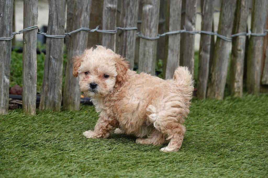 Beau chiot maltipoo joueur, Animaux & Accessoires, Autres races, Un chien, Hépatite contagieuse (maladie de Rubarth), Belgique