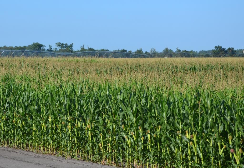 Maïs, Articles professionnels, Agriculture | Aliments pour bétail, Enlèvement