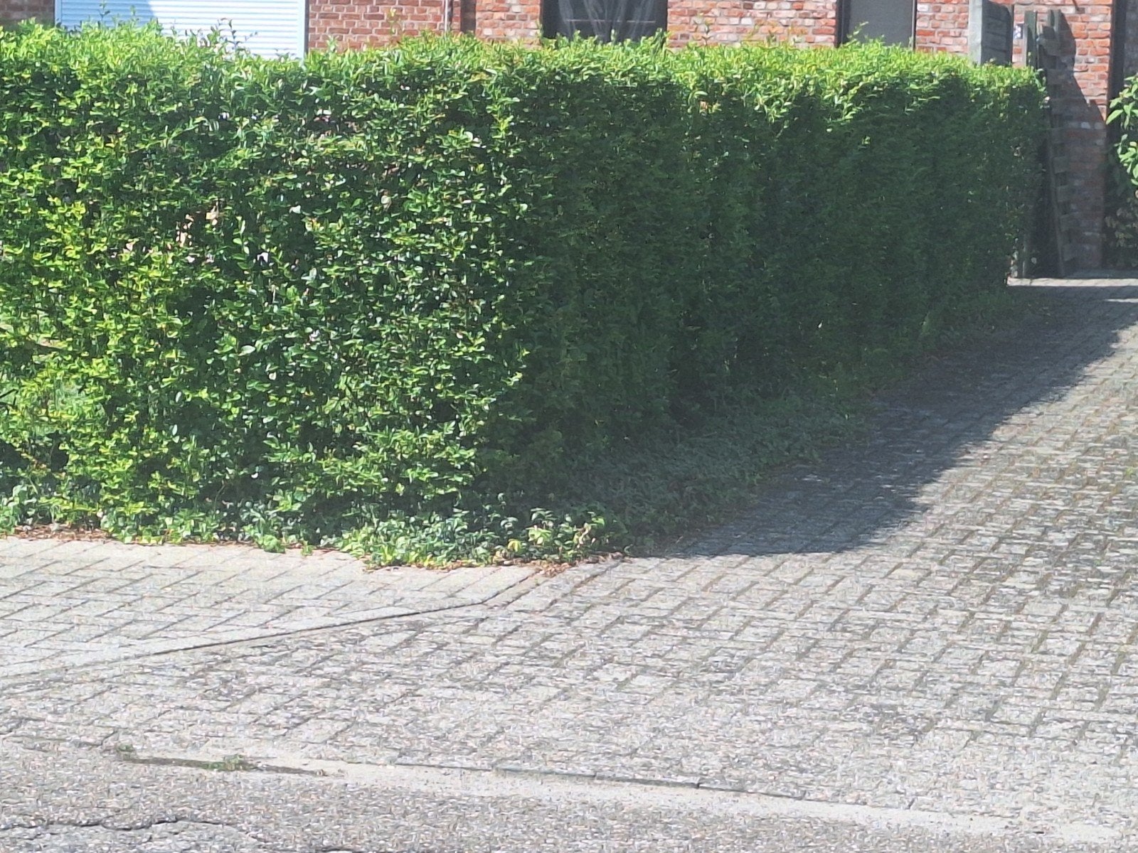 Gratis liguster haag, Tuin en Terras, Schuttingen, Ophalen
