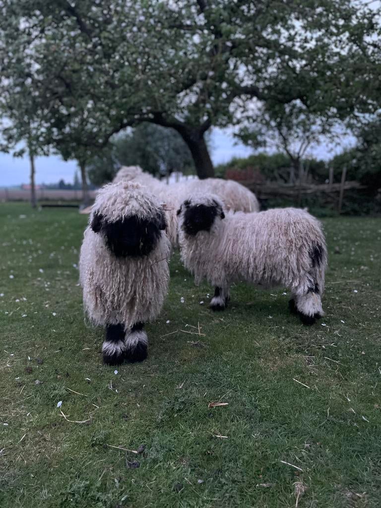Wallisers, Plusieurs animaux, Mouton, 0 à 2 ans