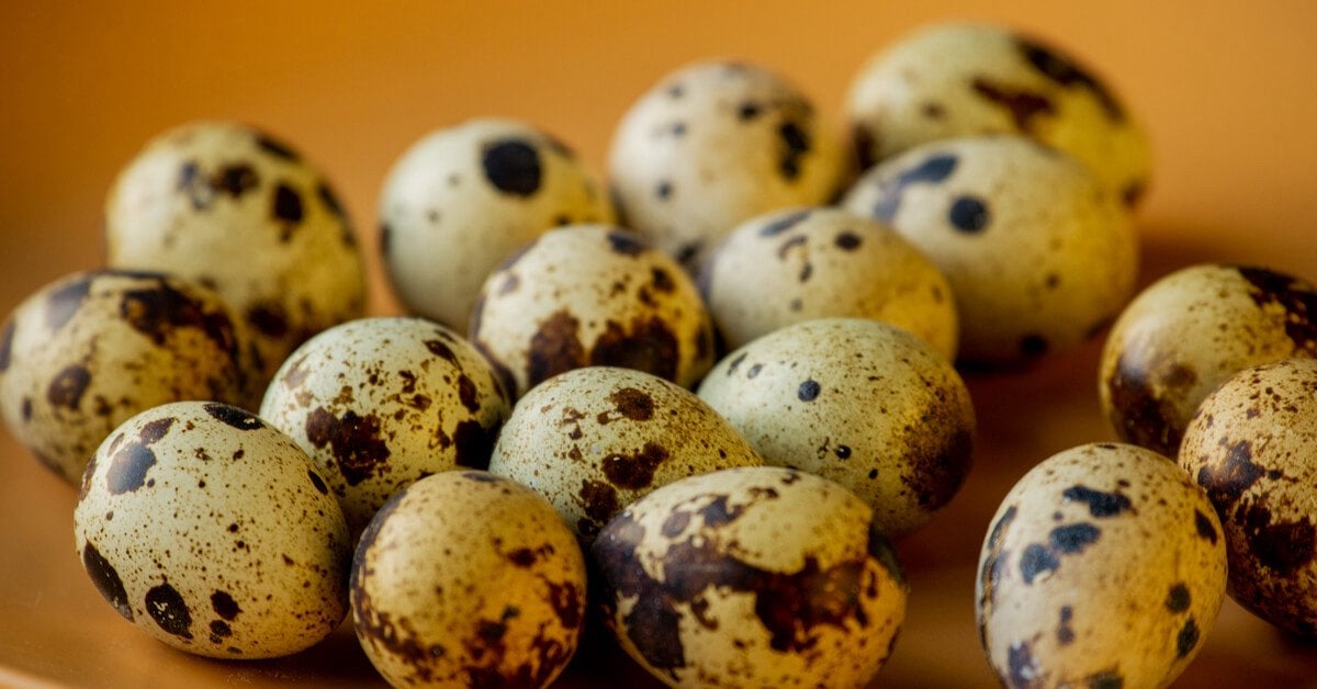 Kwarteleitjes, Dieren en Toebehoren