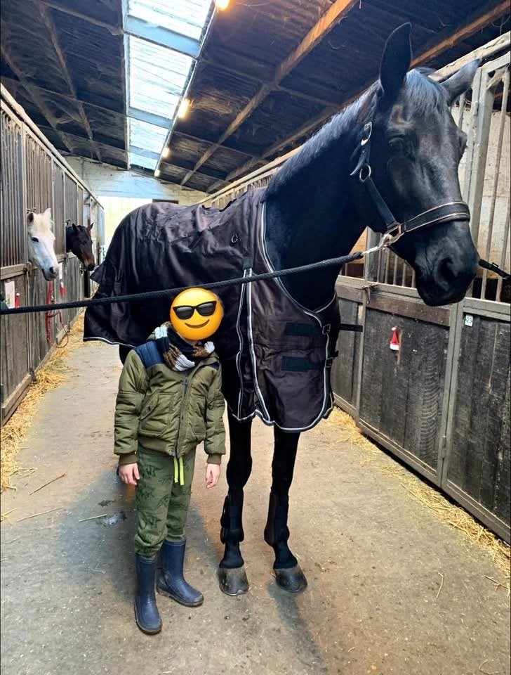 Wandelpaard, Vermifugé, 11 ans ou plus, 165 à 170 cm, Ne s'applique pas