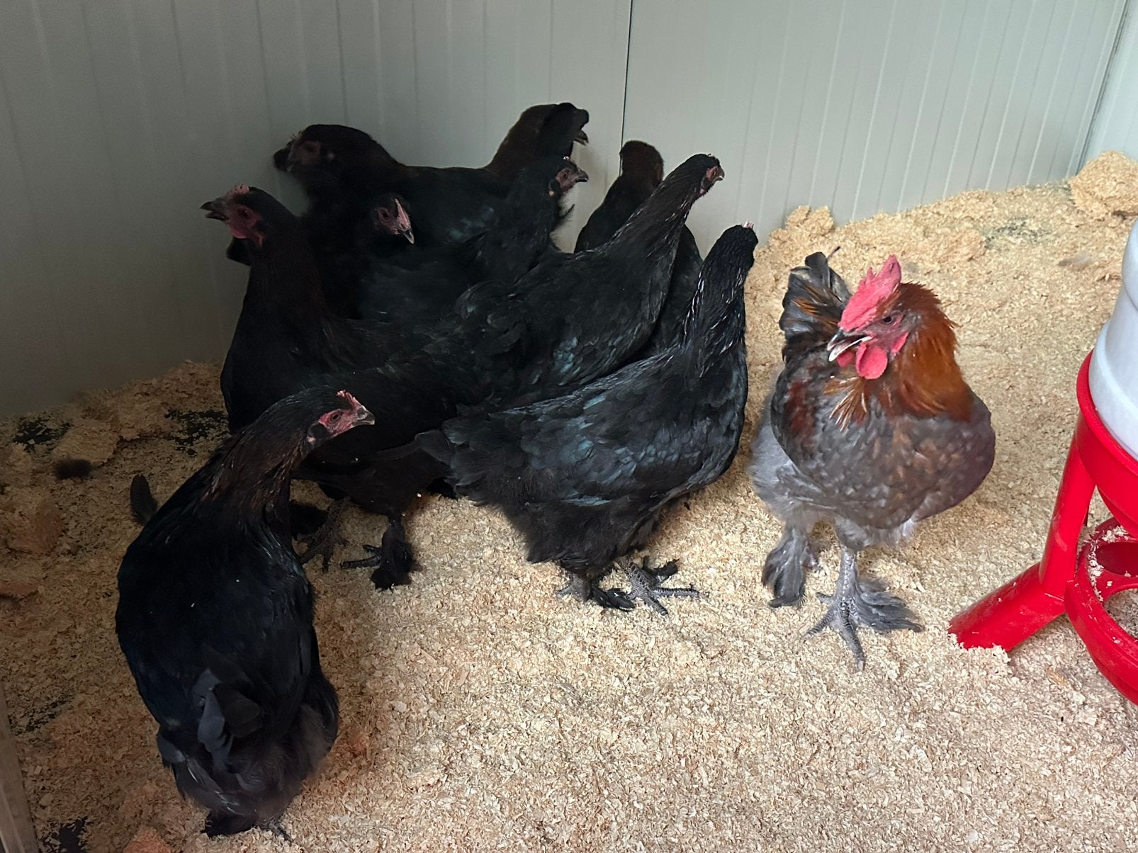 Marans koperzwart en haan koperblauw