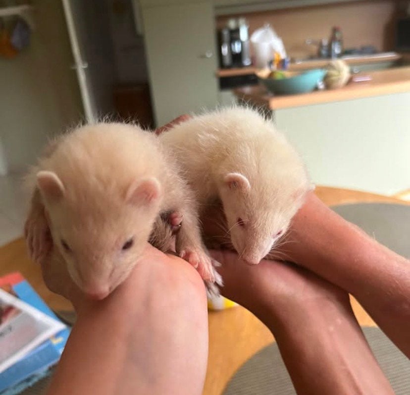 Fretjes, Fret, Juni, Mannelijk, Tam