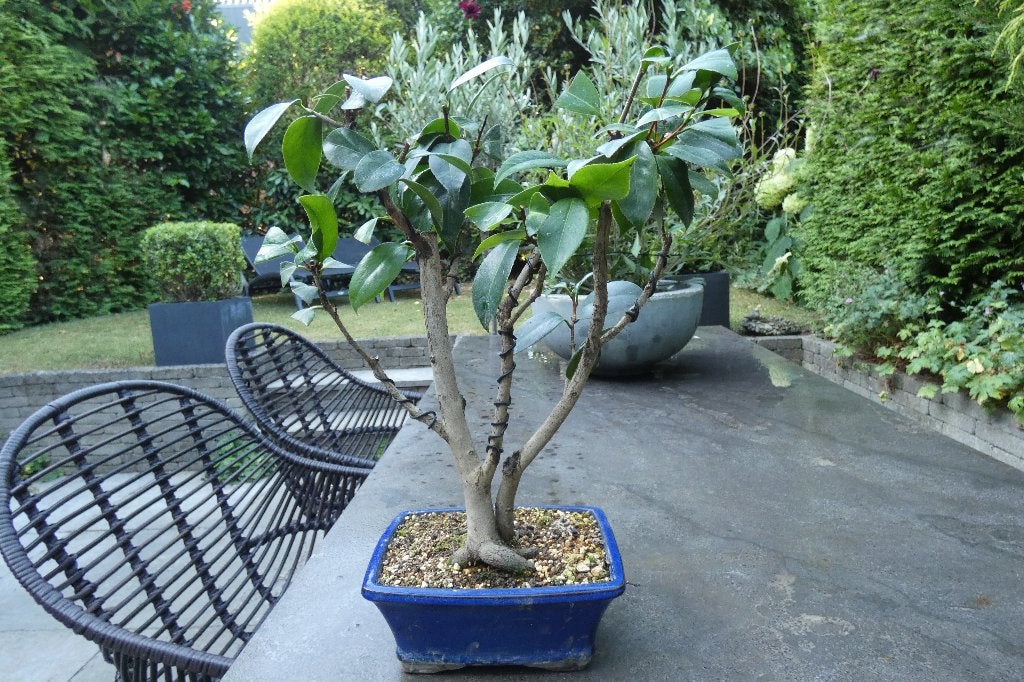 bonsaï Camellia Japonica, Enlèvement ou Envoi, Printemps, En pot, Ombre partielle