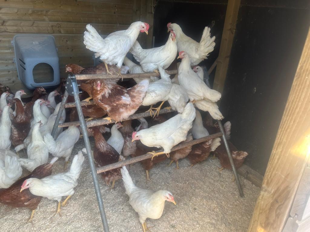 Bruine legkippen, beste leggers, Dieren en Toebehoren, Pluimvee