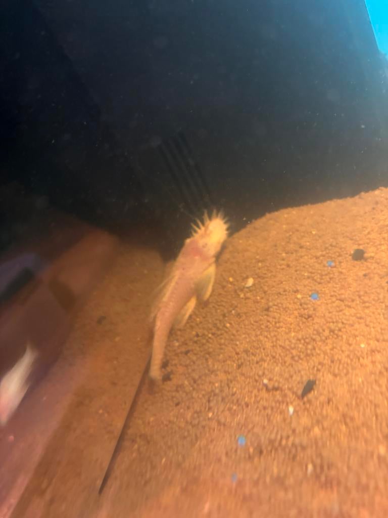albino man, Dieren en Toebehoren, Vis