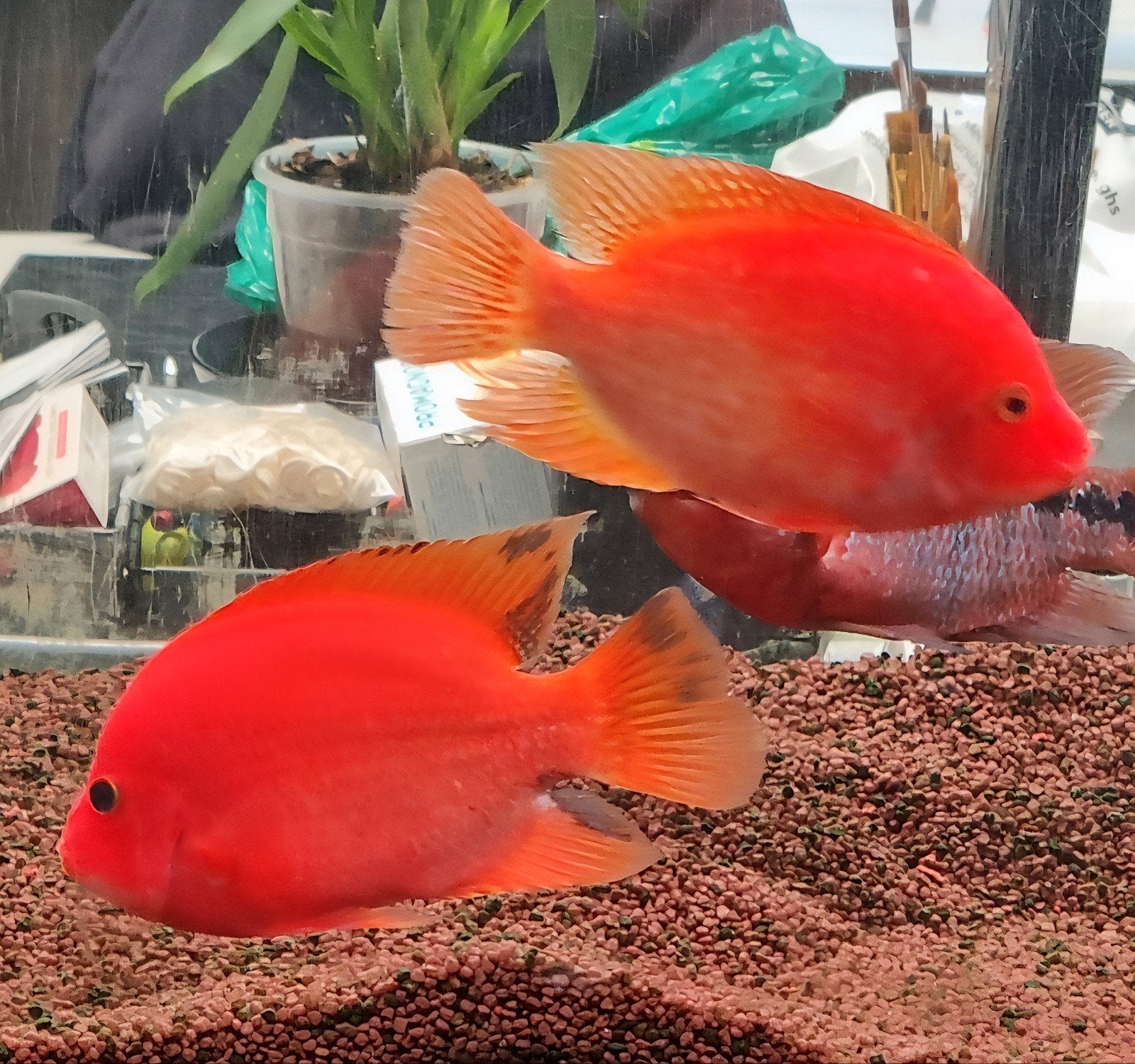 Cichlide kruising, Dieren en Toebehoren, Vissen | Aquariumvissen