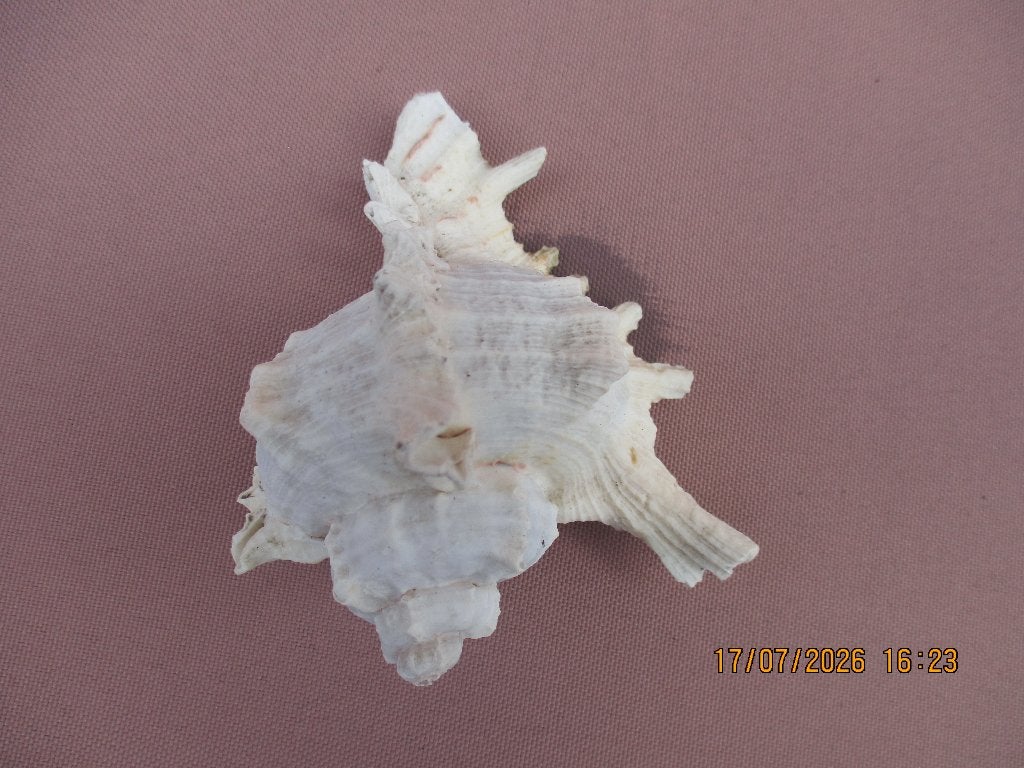 petite et belle coquille, Enlèvement ou Envoi
