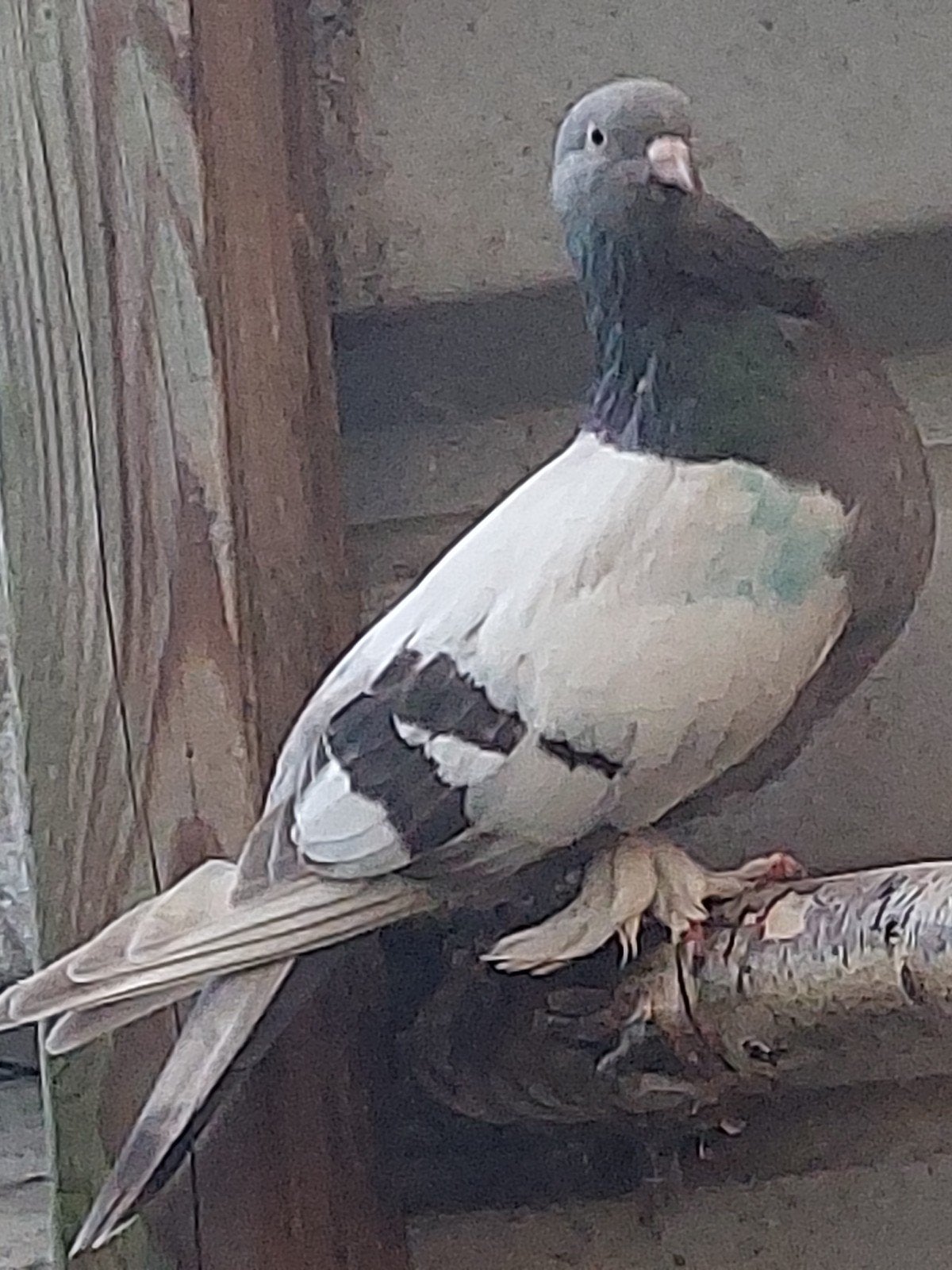 Takla duivin, Dieren en Toebehoren, Vogels | Duiven