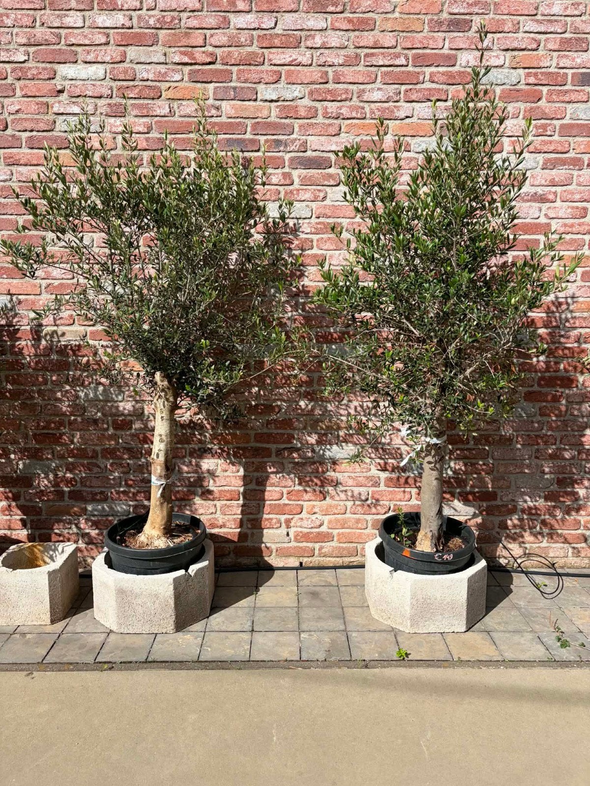 ‼️olijfbomen olea europaea aan stuntprijzen ‼️, Tuin en Terras, Ophalen