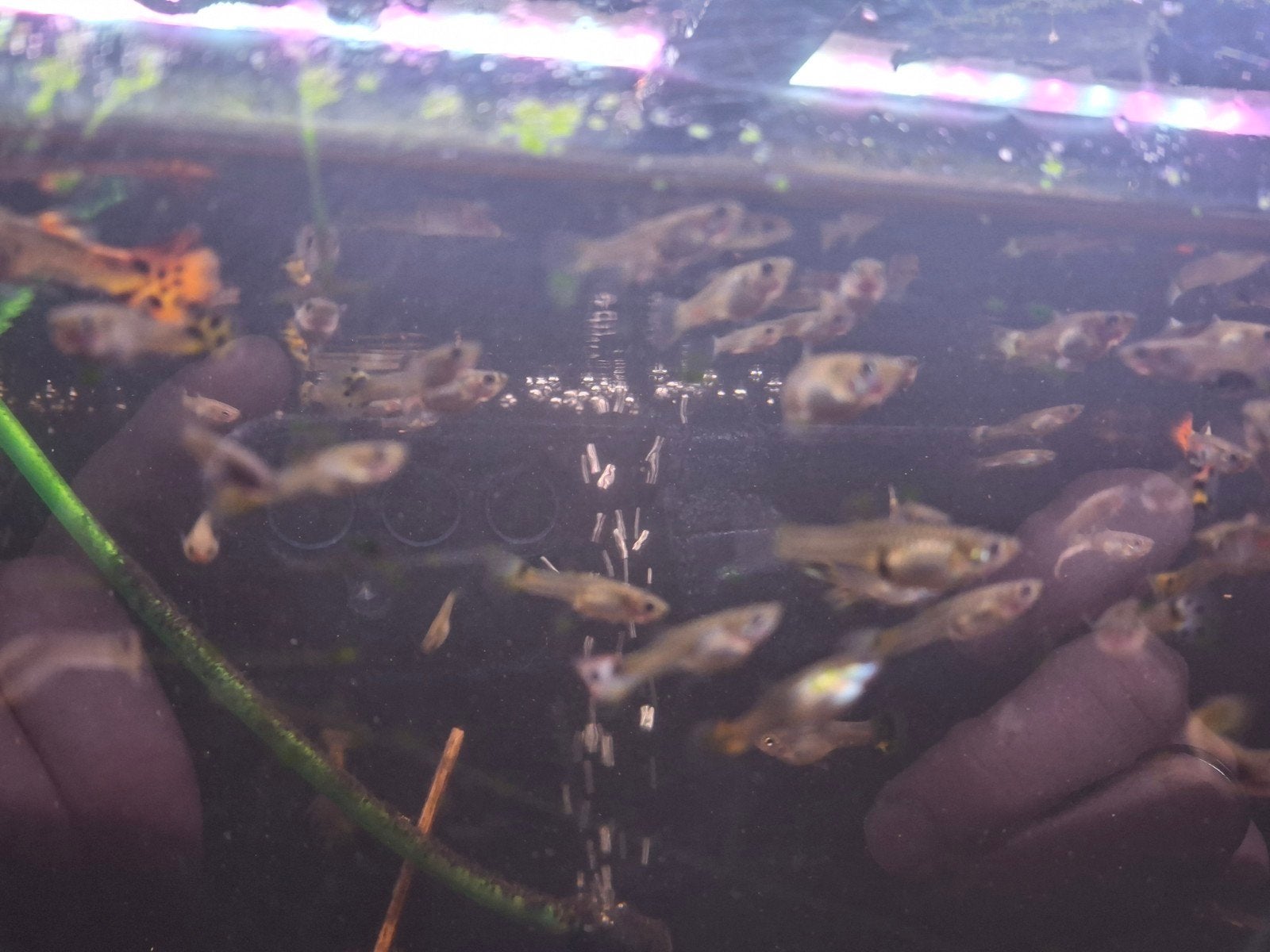 Volwassenen guppy's verschillende kleuren, Dieren en Toebehoren, Vissen | Aquariumvissen