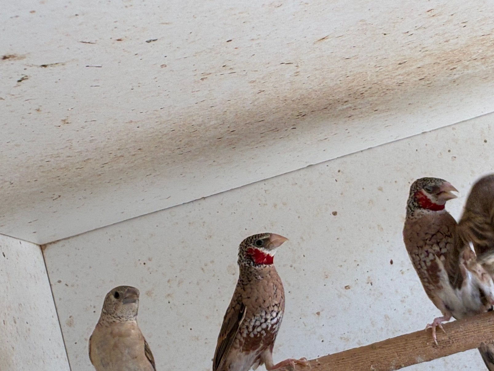Bandvink te koop, Bagué