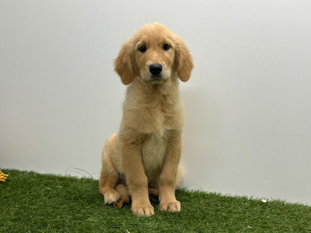 Golden Retriever pups, Dieren en Toebehoren, Golden retriever, België, 8 tot 15 weken, CDV (hondenziekte)