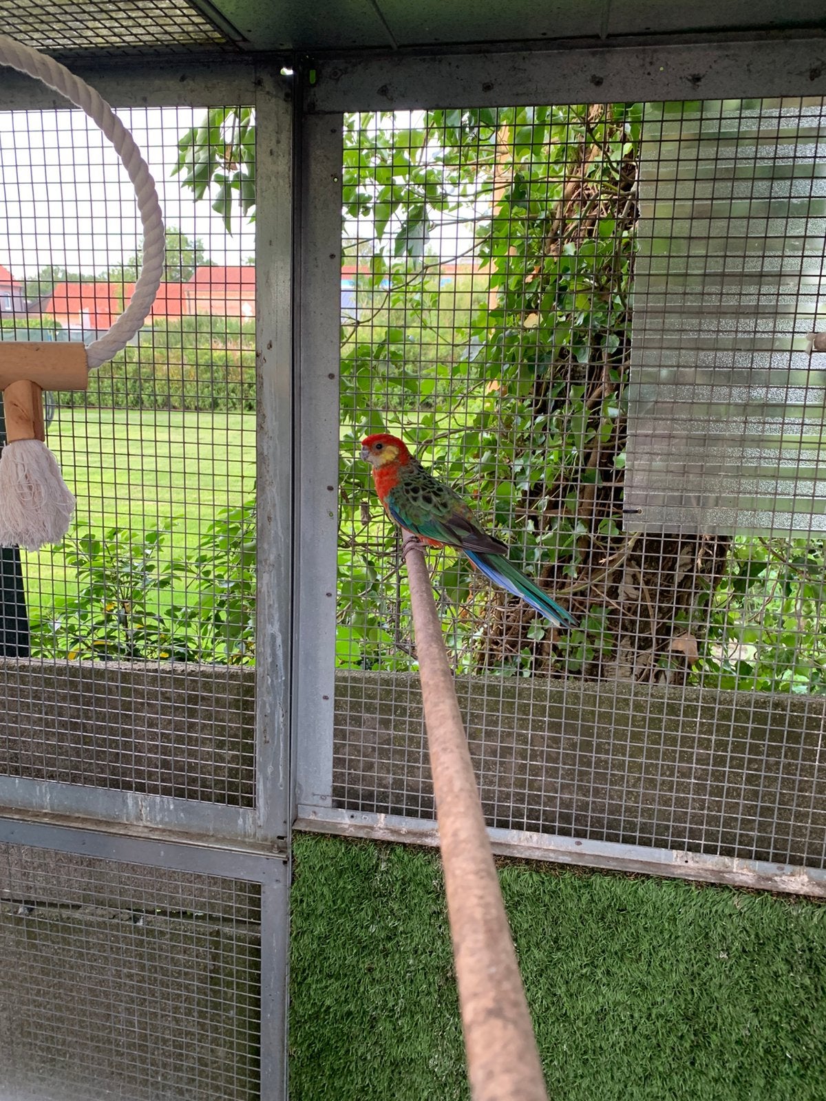 Stanley rosella man, Dieren en Toebehoren, Mannelijk, Papegaai, Geringd