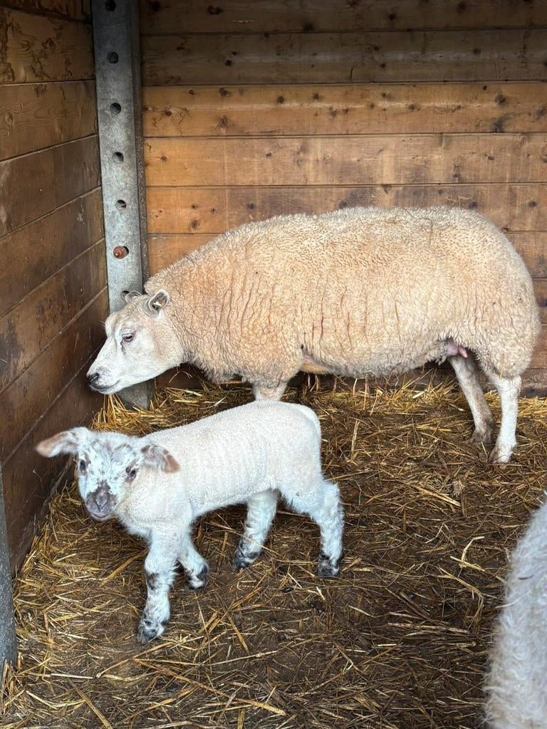 Texel ooi met ooilam, Dieren en Toebehoren, Schapen, Geiten en Varkens, Vrouwelijk, Schaap, 0 tot 2 jaar