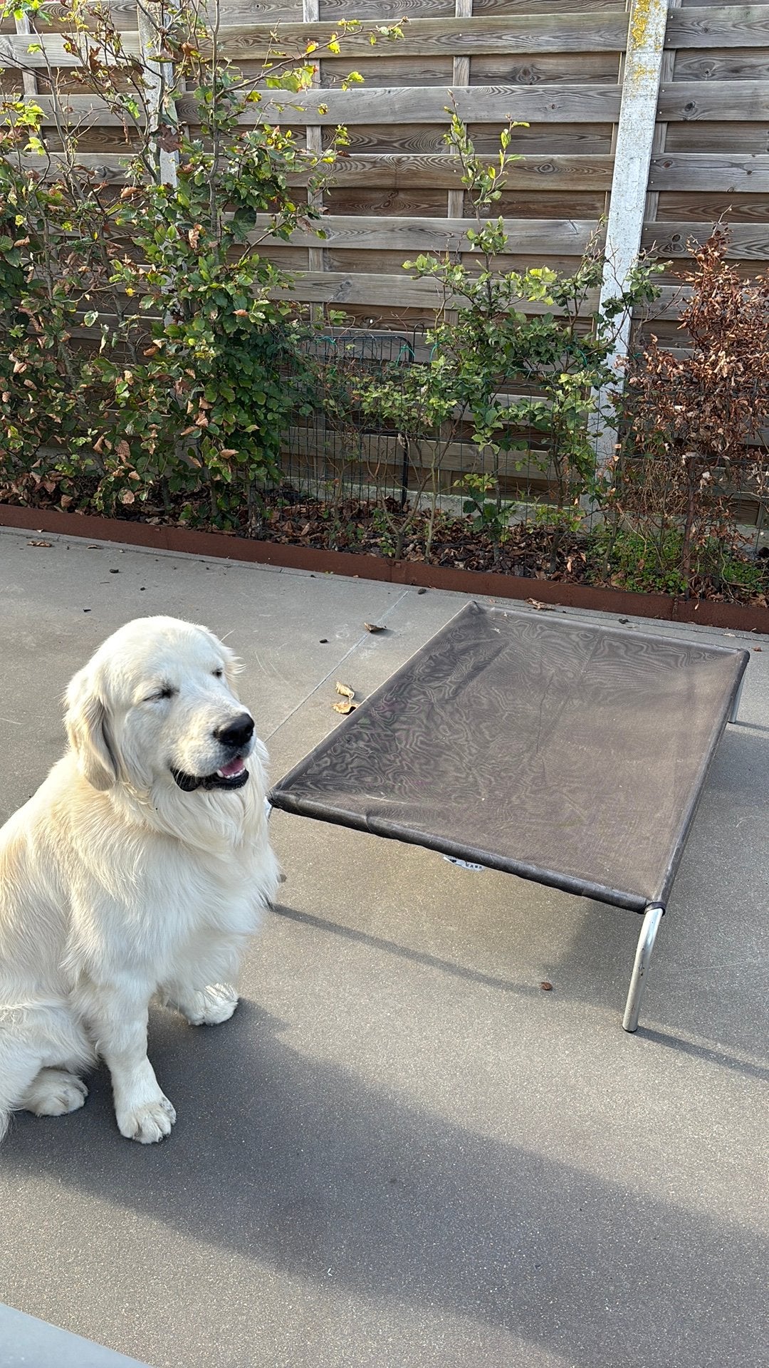 Hi-K9 XL - (Bruin) (Golden Retriever niet inbegrepen), Ophalen, Zo goed als nieuw