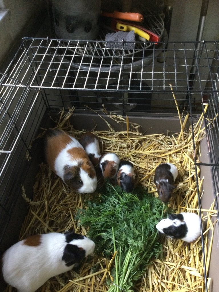 Cavia’s, Juin, Domestique, Plusieurs animaux, Cobaye