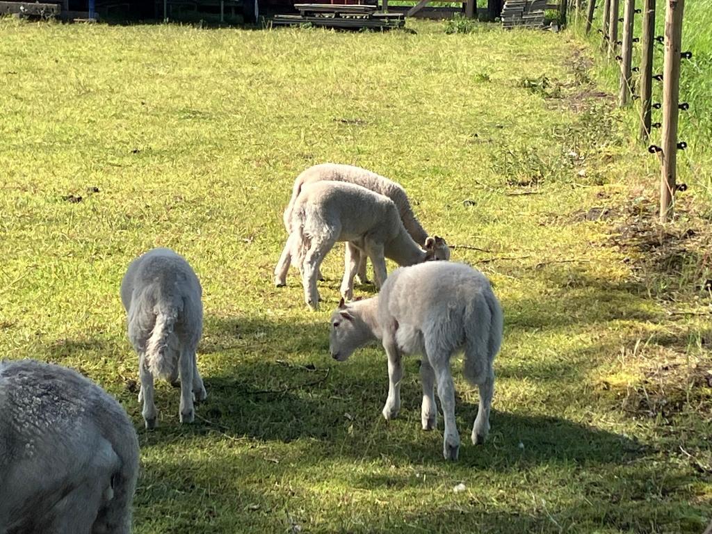 lammeren, Animaux & Accessoires, Moutons, Chèvres & Cochons, Mouton